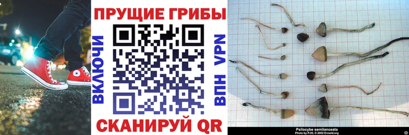 Псилоцибиновые грибы Psilocybine cubensis Павловский Посад